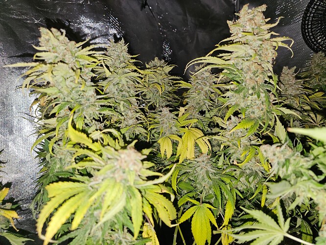Growreport Bild 5