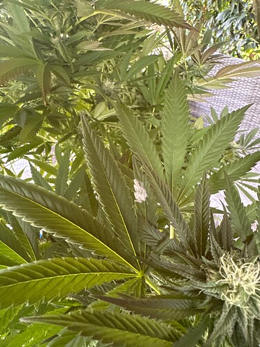 Growreport Bild 6