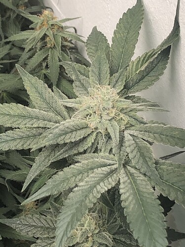 Growreport Bild 4