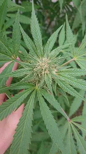 Growreport Bild 9