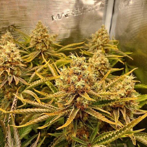 Growreport Bild 2