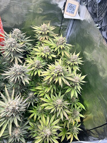Eine blühende Cannabispflanze in einem Growzelt mit sichtbaren herbstlichen Verfärbungen an den Blättern und einem Hygrometer an der Wand.