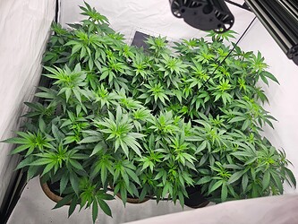 Growreport Bild 1