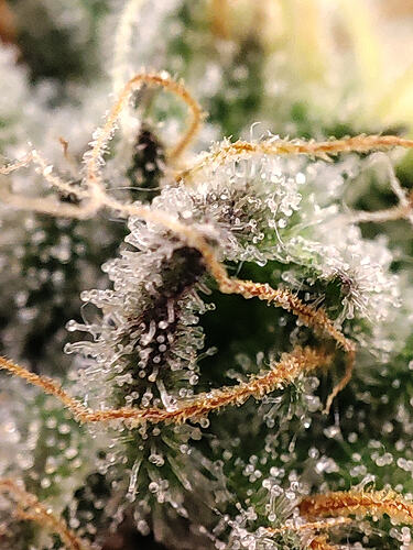 Growreport Bild 15