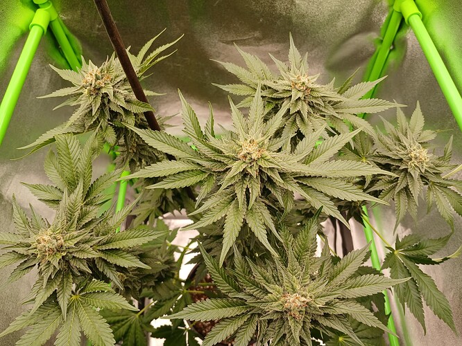 Growreport Bild 10