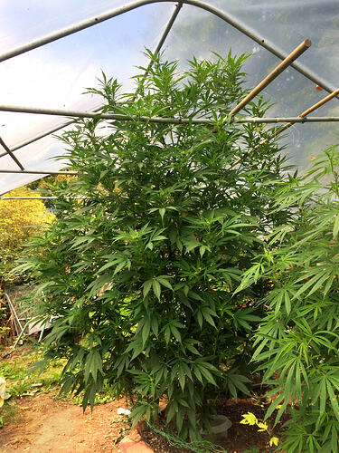 Grow26090602