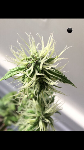 Growreport Bild 40