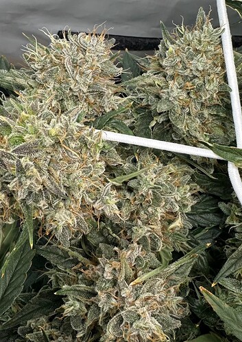 Growreport Bild 1