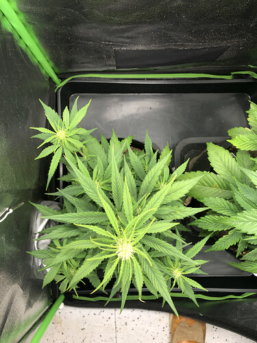 Watermelon Candy von oben