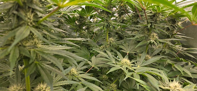 Growreport Bild 6