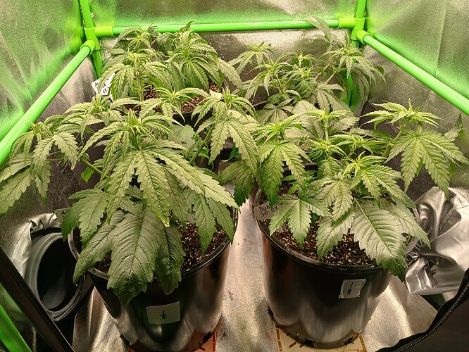 Growreport Bild 17