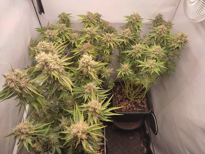 Growreport Bild 17