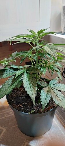 Growreport Bild 12
