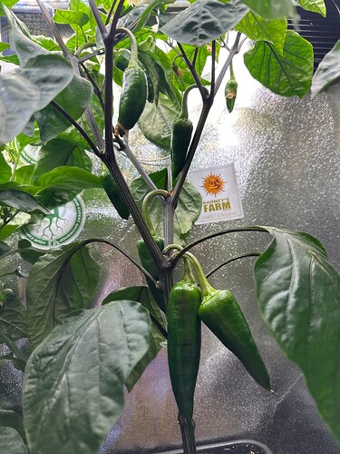 Growreport Bild 23