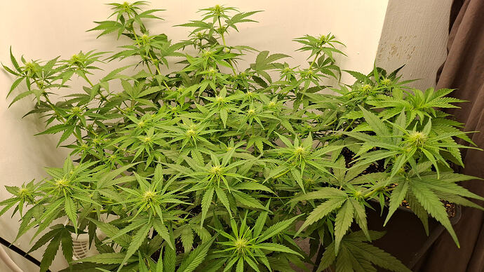 Growreport Bild 227