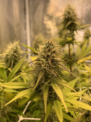 Growreport Bild 3