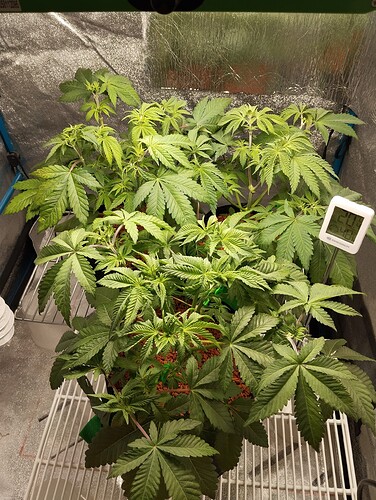 Growreport Bild 16