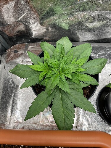Growreport Bild 1