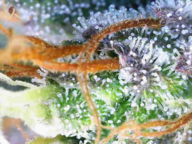 Growreport Bild 25