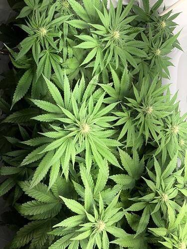 Growreport Bild 2