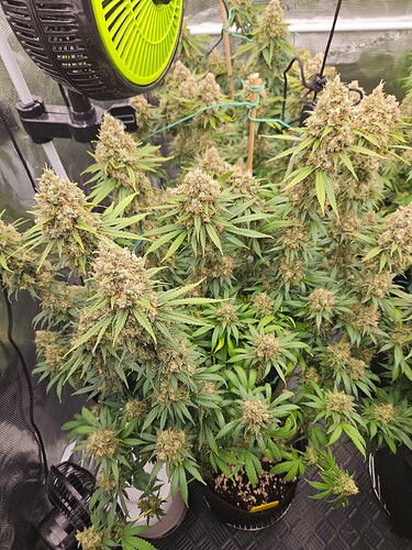 Growreport Bild 25