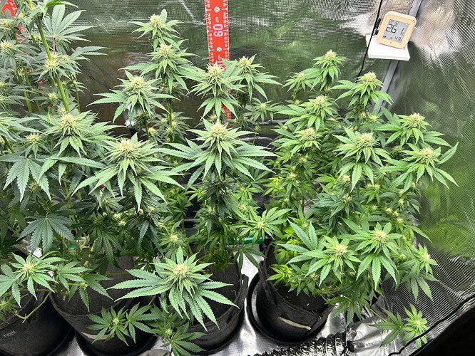 Drei Cannabis-Pflanzen in Stofftöpfen in einem Growzelt während der Blütephase, mit einem Hygrometer und einem Messstab im Hintergrund.