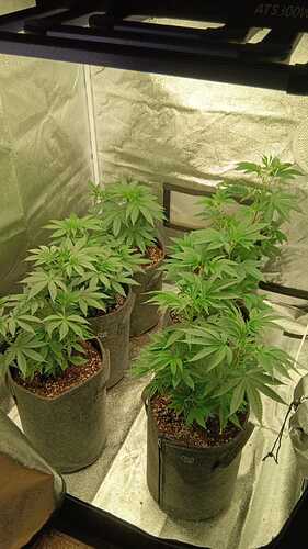 Growreport Bild 1