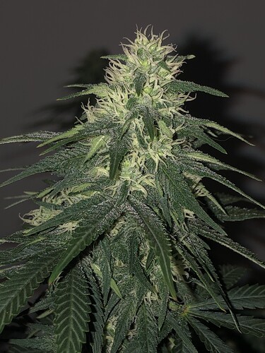Growreport Bild 8