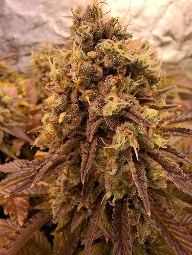 Permanent Marker