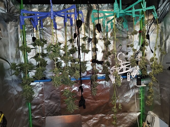 Mehrere Cannabispflanzen hängen kopfüber in einer Growbox zur Trocknung. Die Pflanzen sind an Wäscheständern aufgehängt und die Buds sind gut sichtbar.