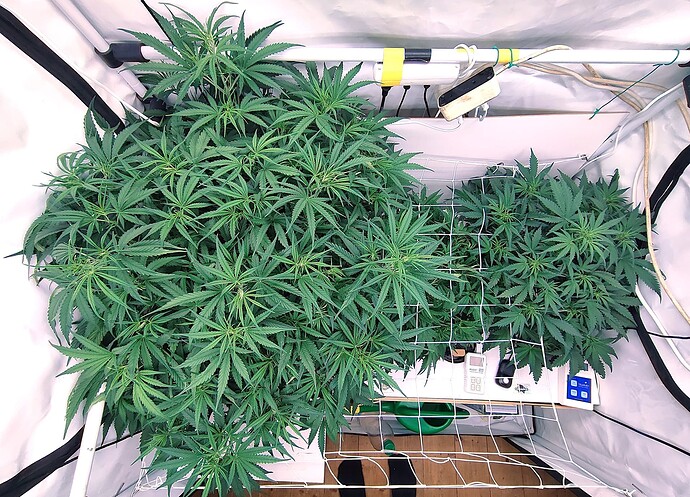Growreport Bild 2