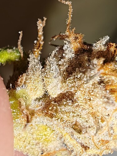 Growreport Bild 45