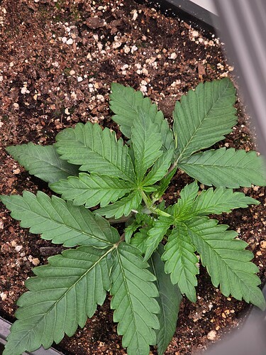 Growreport Bild 2