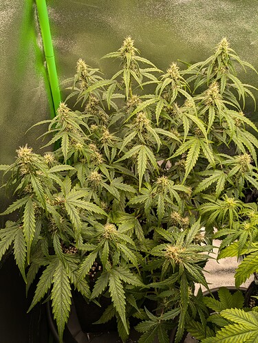 Growreport Bild 16