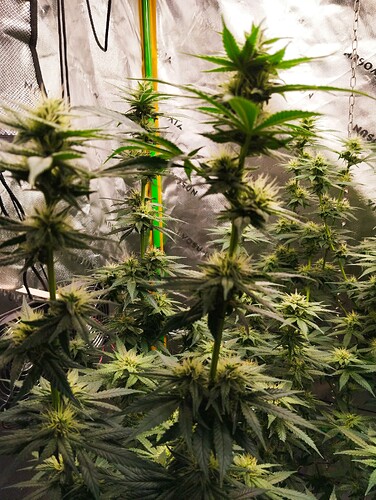 Growreport Bild 8