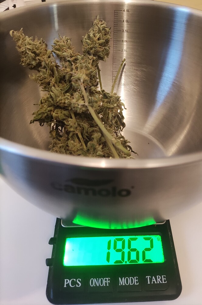 Black Domina in der DANF Box eingesperrt