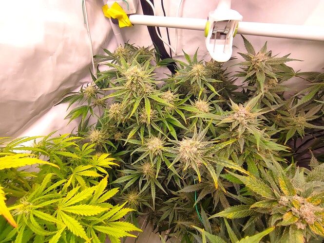 Growreport Bild 42
