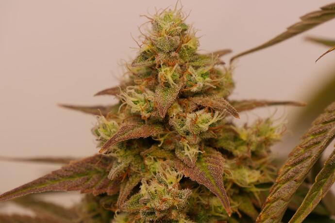 Growreport Bild 3