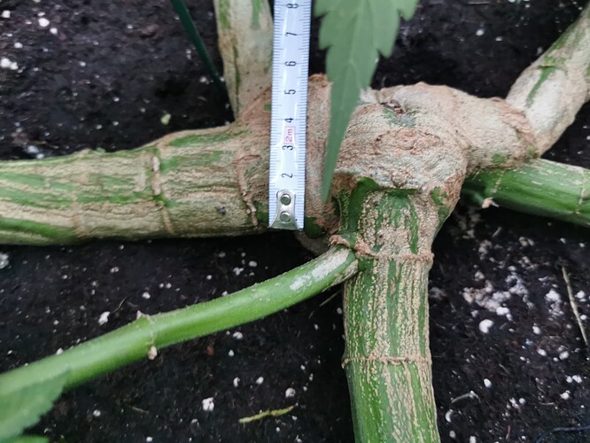 Growreport Bild 5