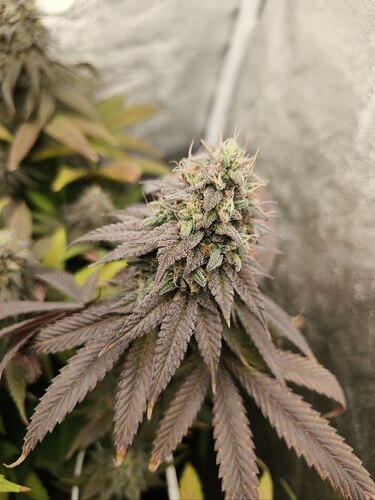 IMG_20240612_225750_123