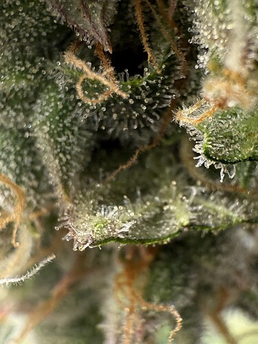 Growreport Bild 24