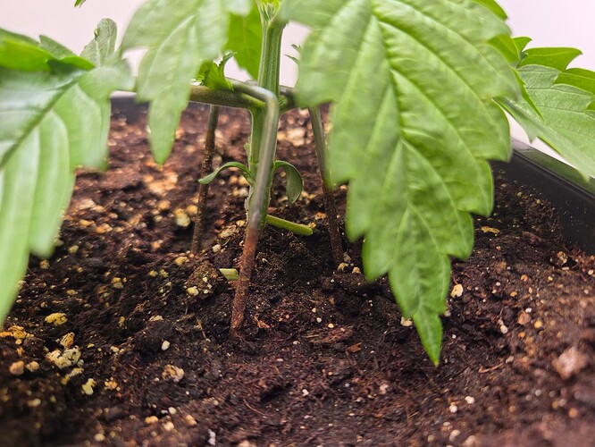 Growreport Bild 2