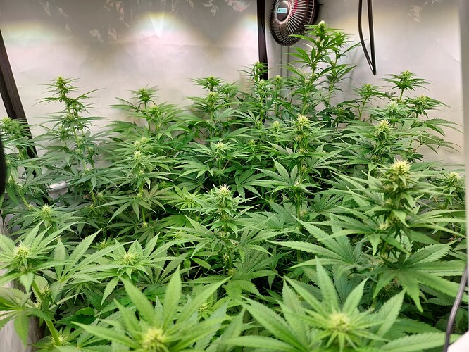 Growreport Bild 1