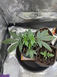 Growreport Bild 22
