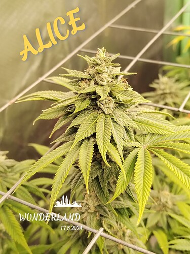 Growreport Bild 2