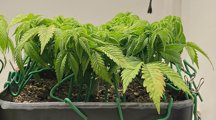 Growreport Bild 31