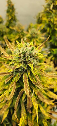 Growreport Bild 28