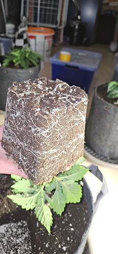 Growreport Bild 40