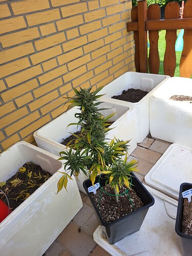 Growreport Bild 3