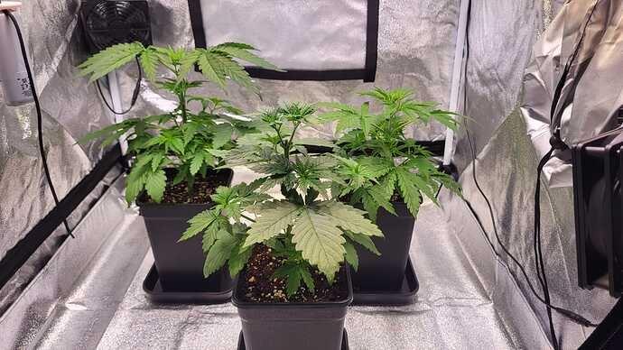 Growreport Bild 9